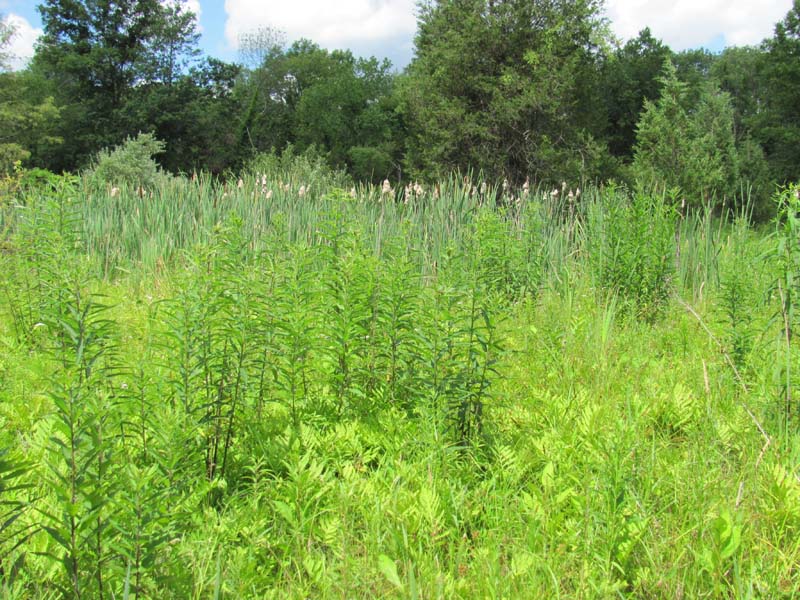 Sedge - Mixed Forb Fen